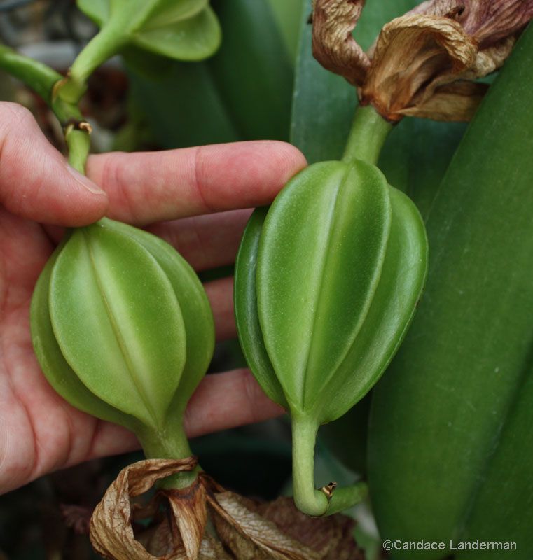 Семена орхидеи